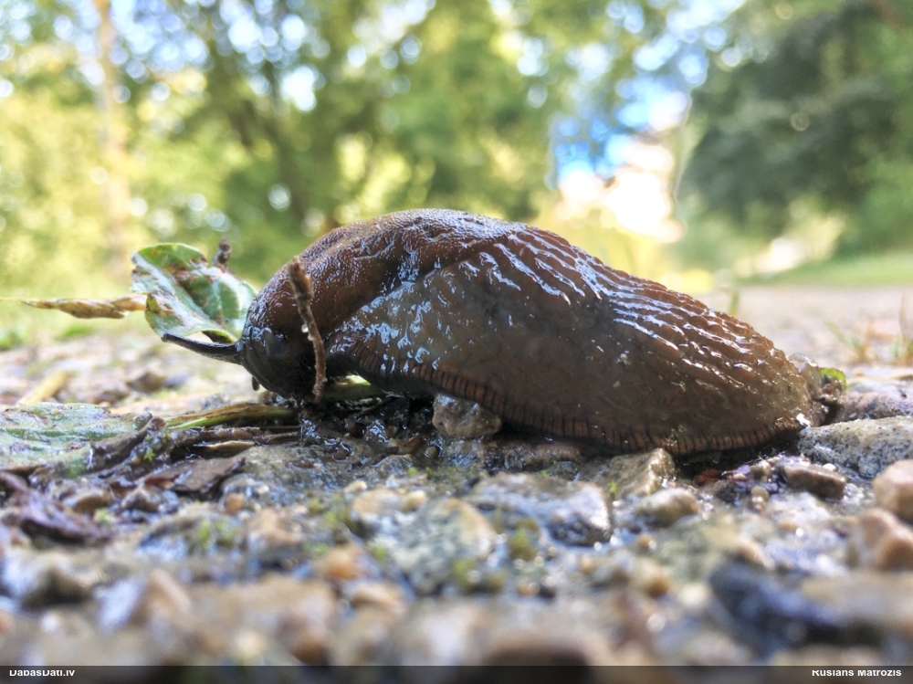 Spānijas kailgliemezis