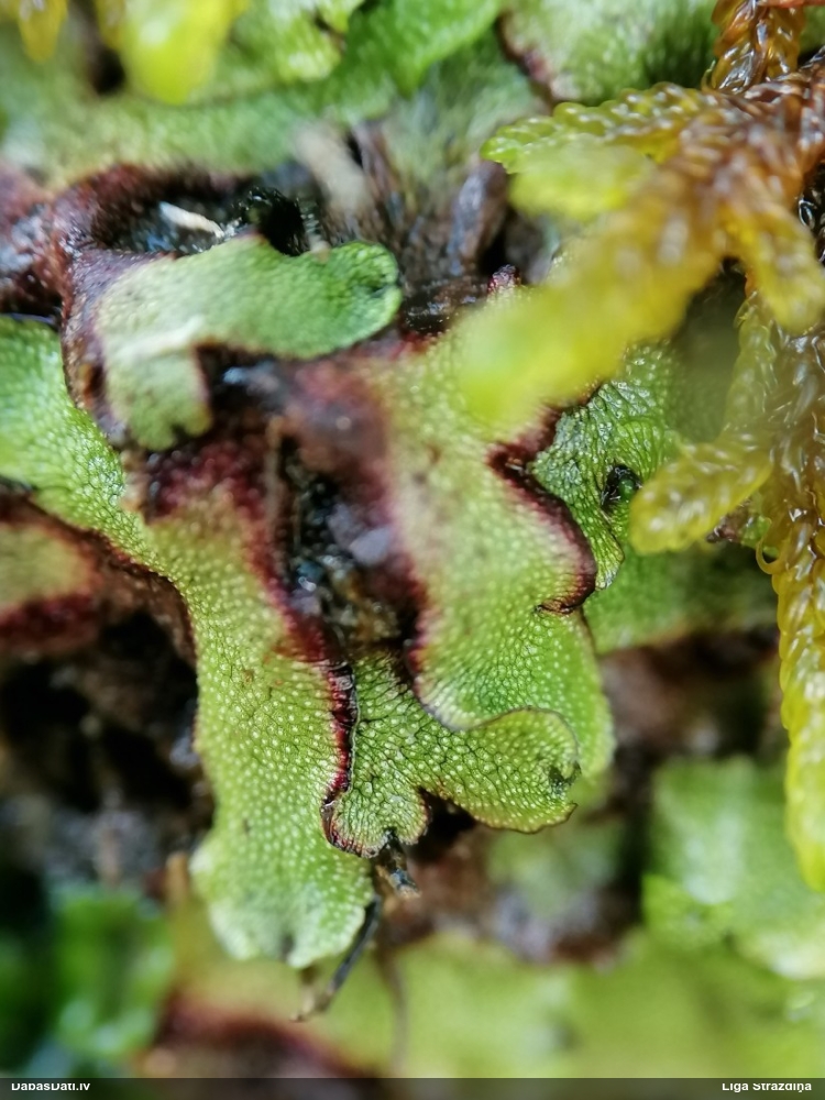 Kvadrātiskā maršancija (preisija)