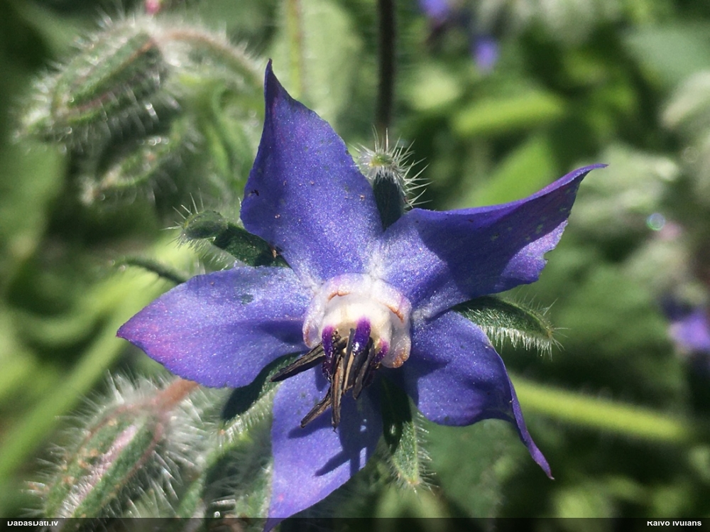 Ārstniecības gurķene