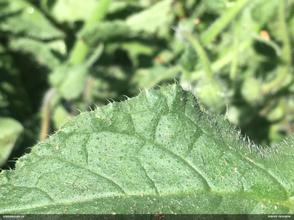 Ārstniecības gurķene