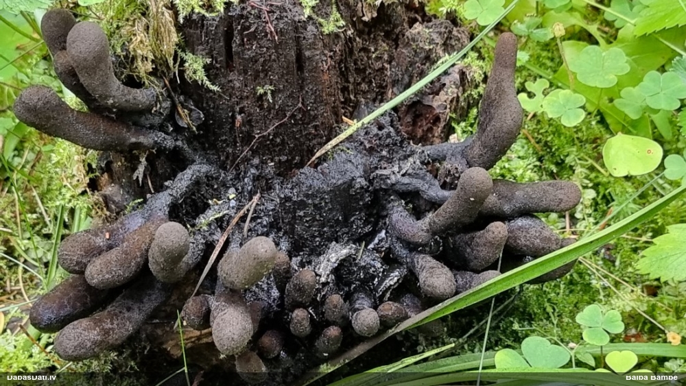 Daudzveidīgā ksilārija