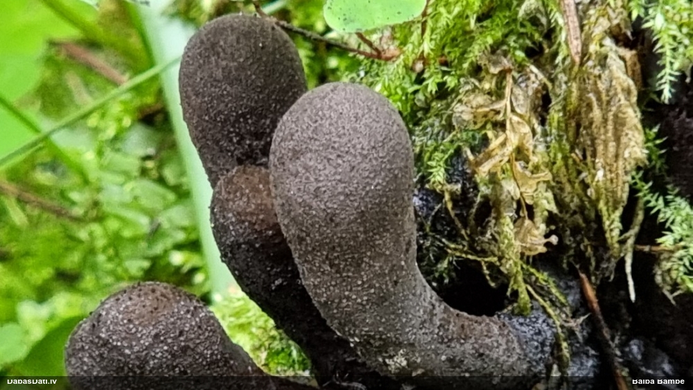 Daudzveidīgā ksilārija