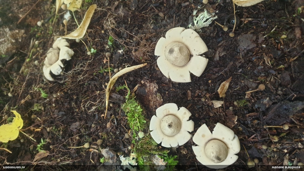 Skropstainā zemeszvaigzne