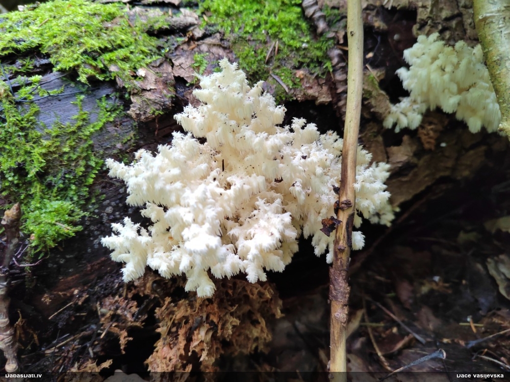 Koraļļu dižadatene