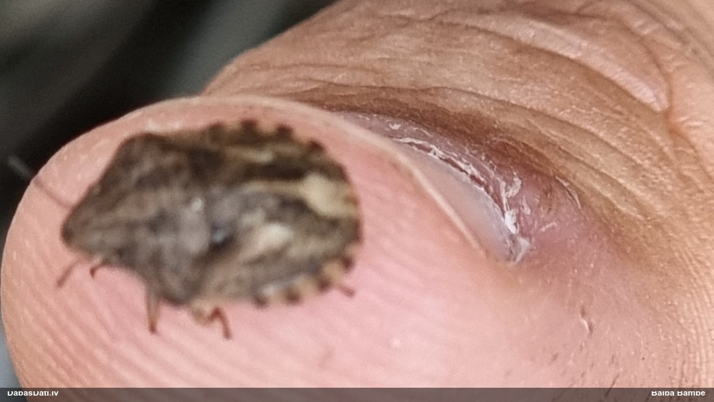 Bruņublakts Eurygaster sp.