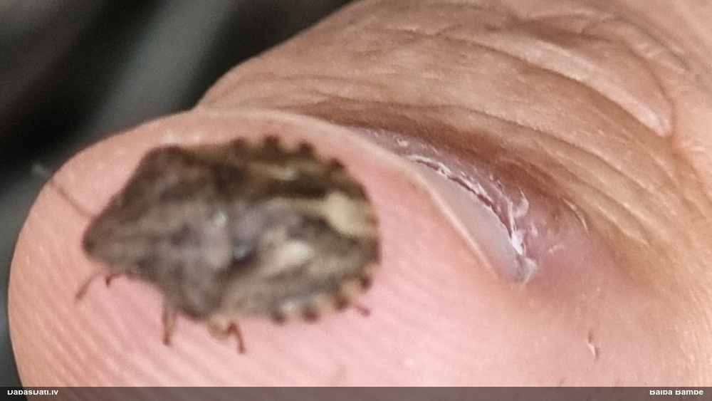 Bruņublakts Eurygaster sp.