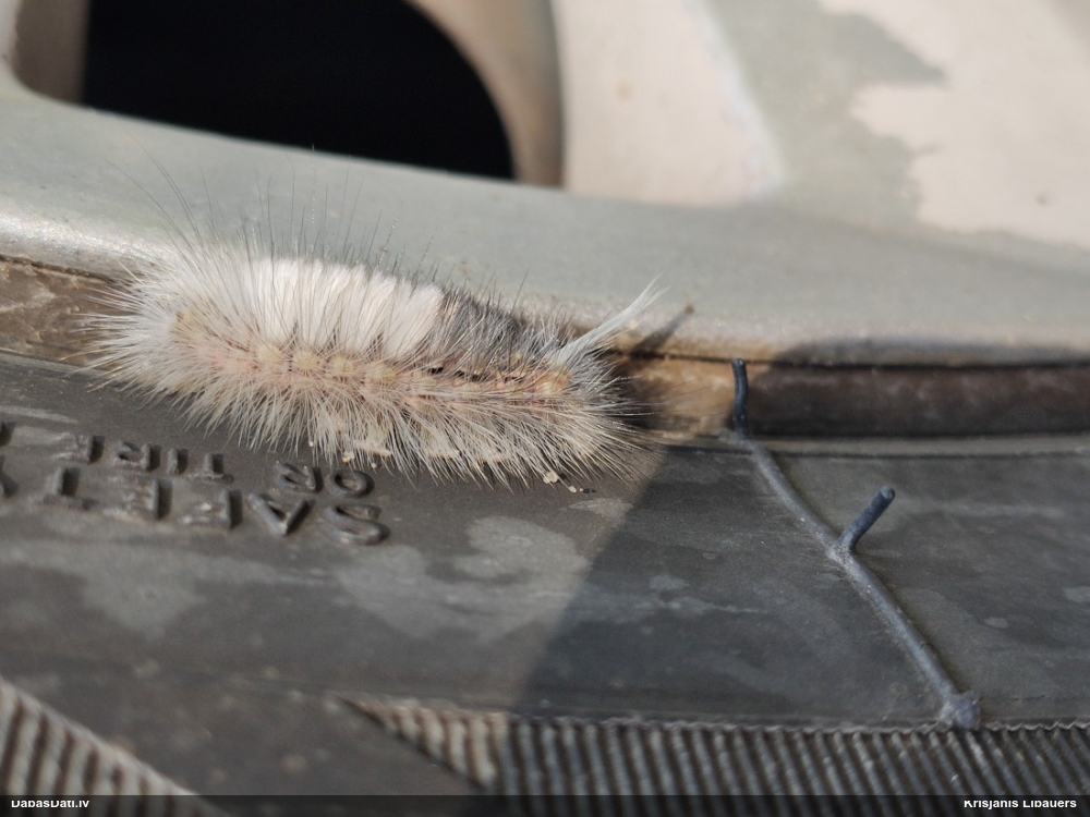 Lapkoku otiņmūķene