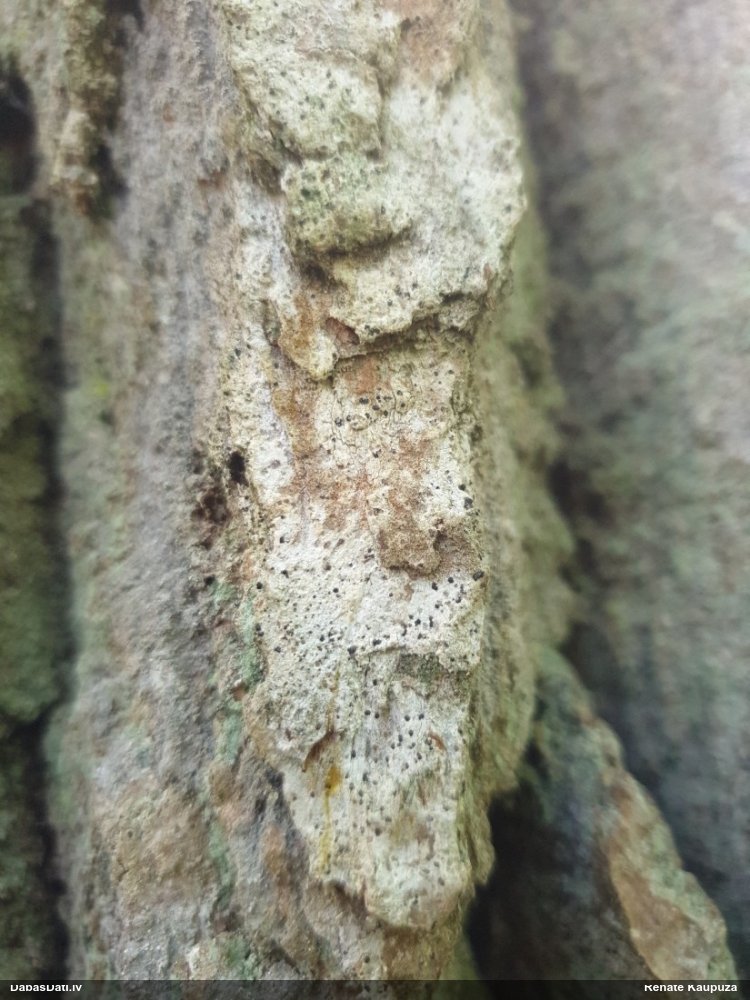 Artonijveida artonija