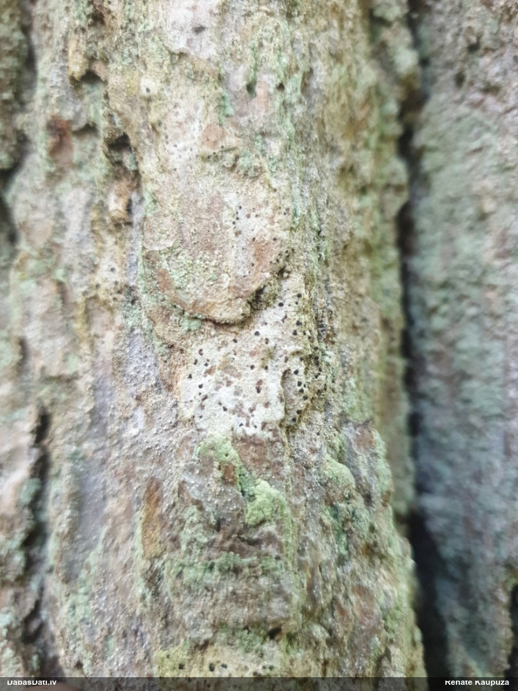 Artonijveida artonija