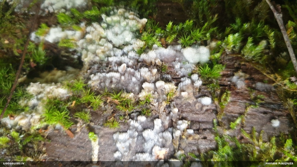 Kokvilnas vatespiepe