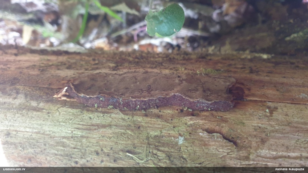 Melnsvītras cietpiepe