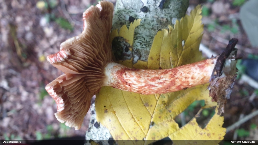 Sarkanzvīņu tīmeklene