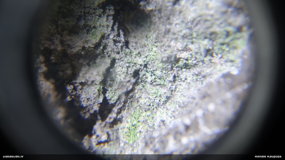 Ķērpis Psilolechia clavulifera