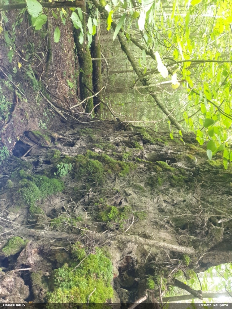 Ķērpis Psilolechia clavulifera