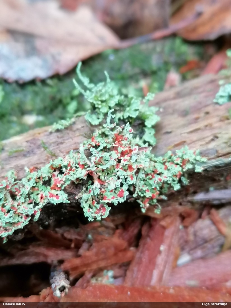 Norvēģijas kladonija