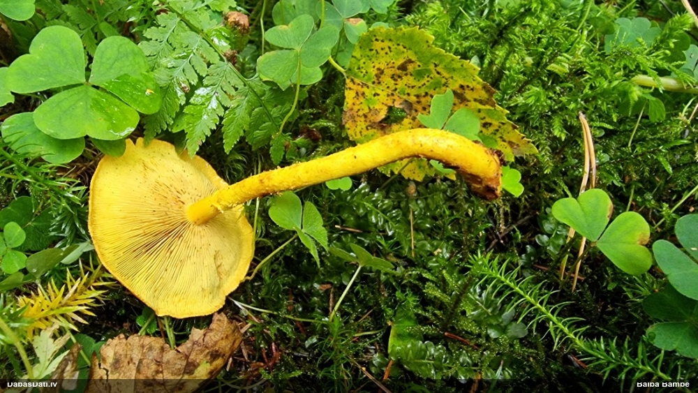 Liesmainā zvīņene