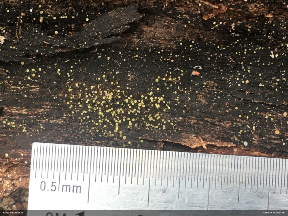 Asku sēne (nenoteikta)