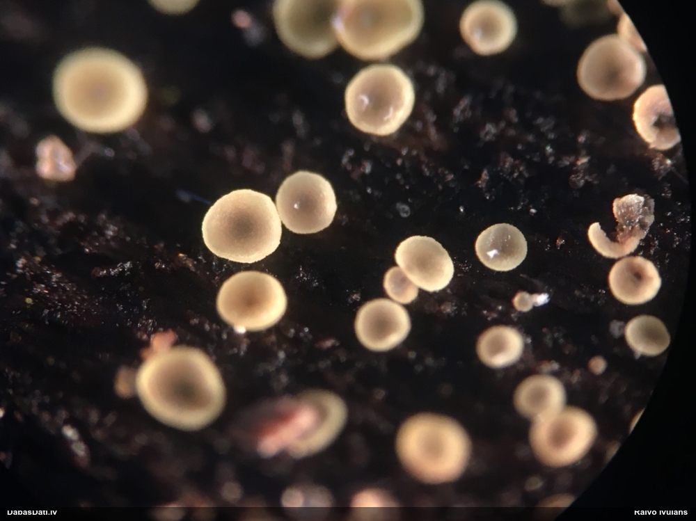 Asku sēne (nenoteikta)