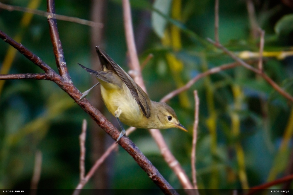 Iedzeltenais ķauķis