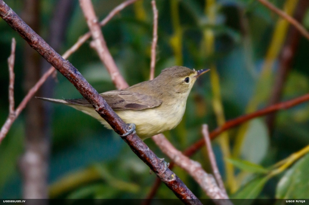 Iedzeltenais ķauķis