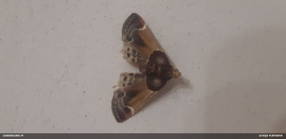 Svilnis Pyralis farinalis