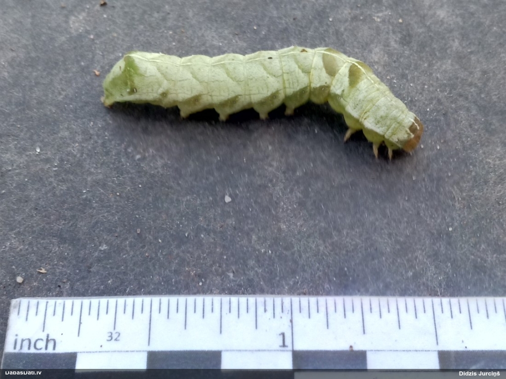 Sūreņu dārzpūcīte