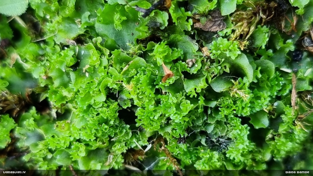 Vairzaru kruzuļpellija