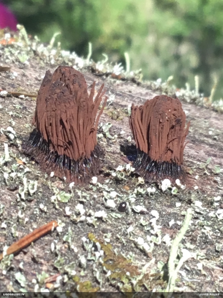 Pušķainā šokolādes gļotsēne