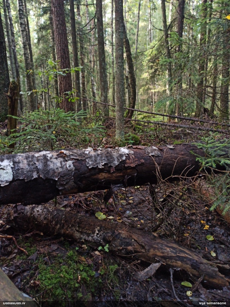 Pumpurīte (nenoteikta)