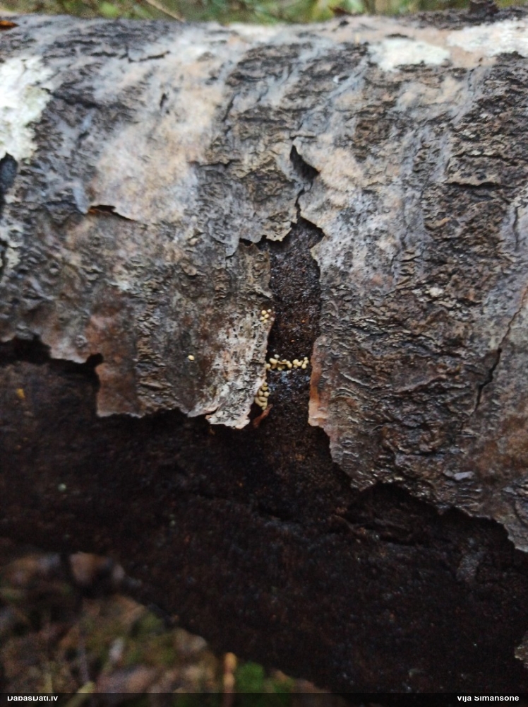 Pumpurīte (nenoteikta)