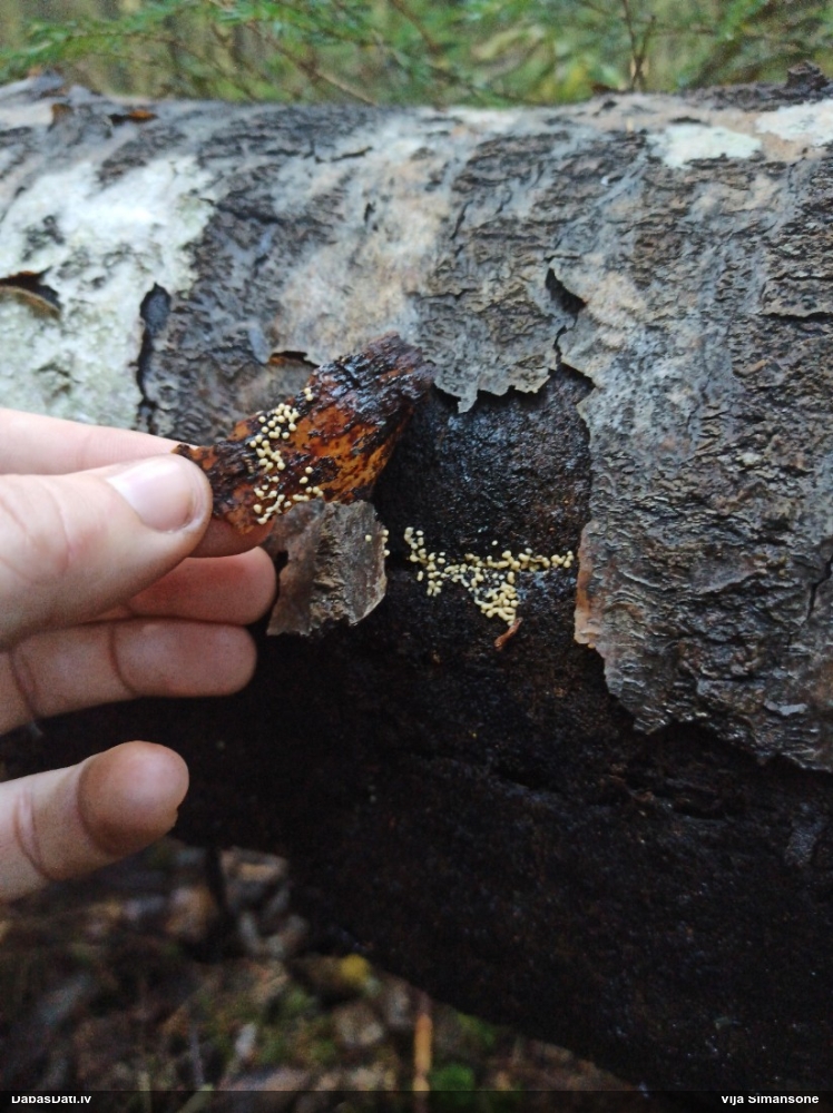 Pumpurīte (nenoteikta)