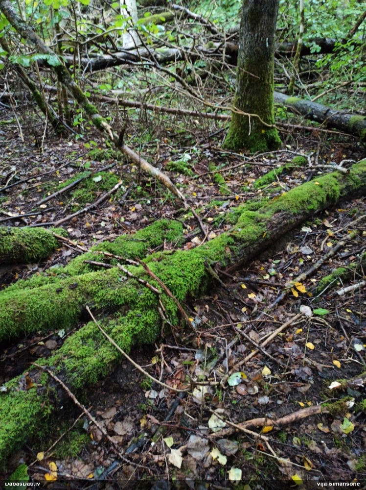 Kazeņu daudzpilīte