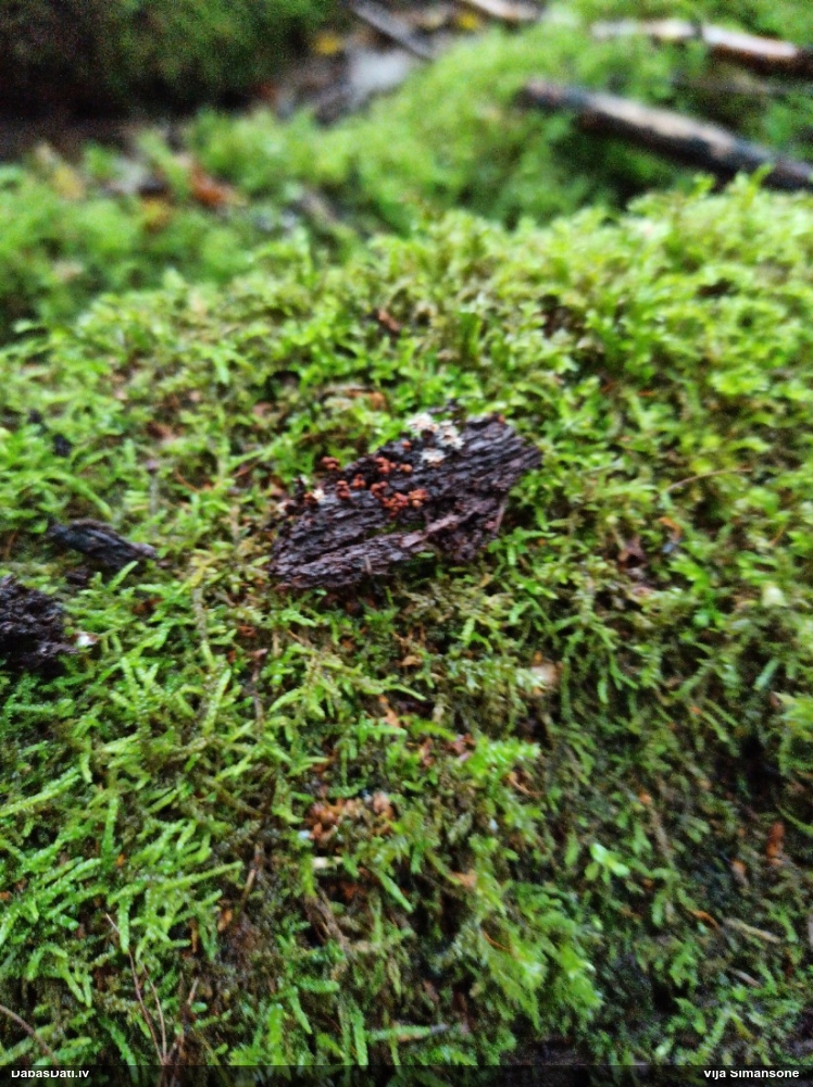 Kazeņu daudzpilīte