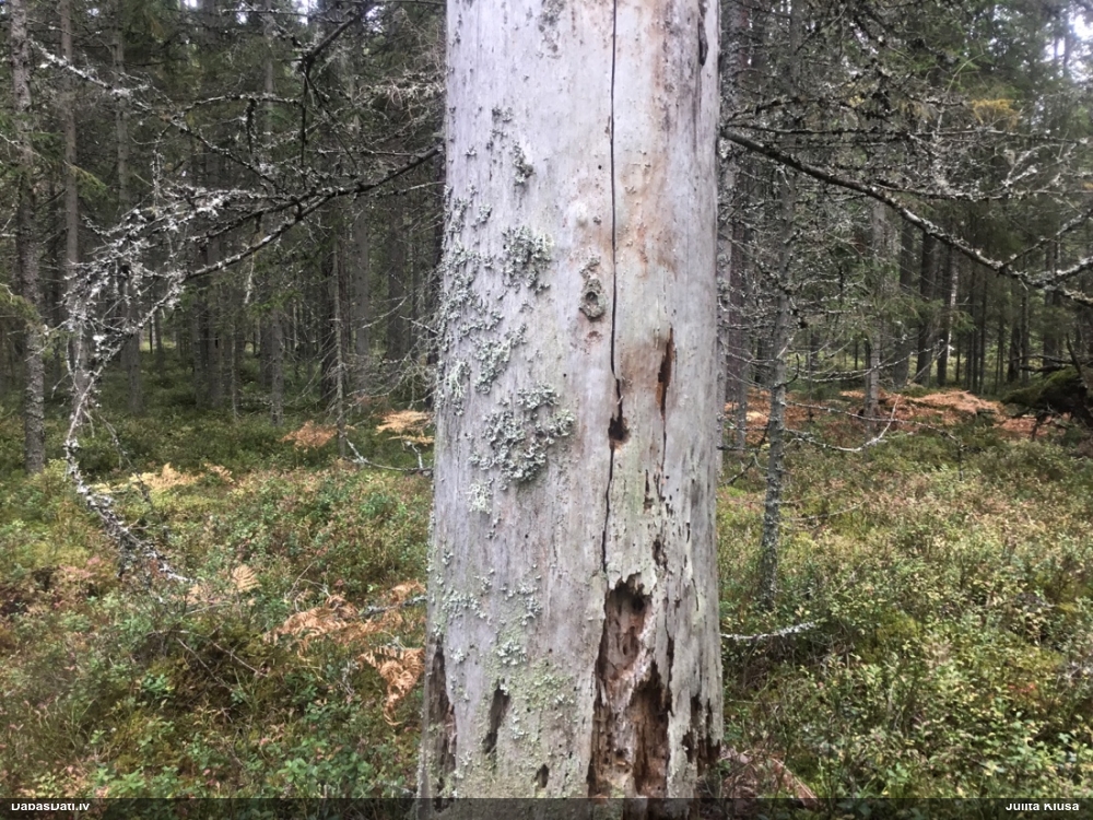 Skujkoku ligzdu koksngrauzis