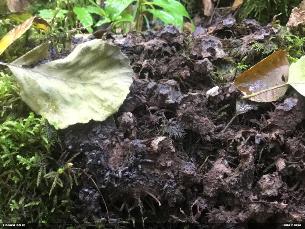 Slime mold (unknown)