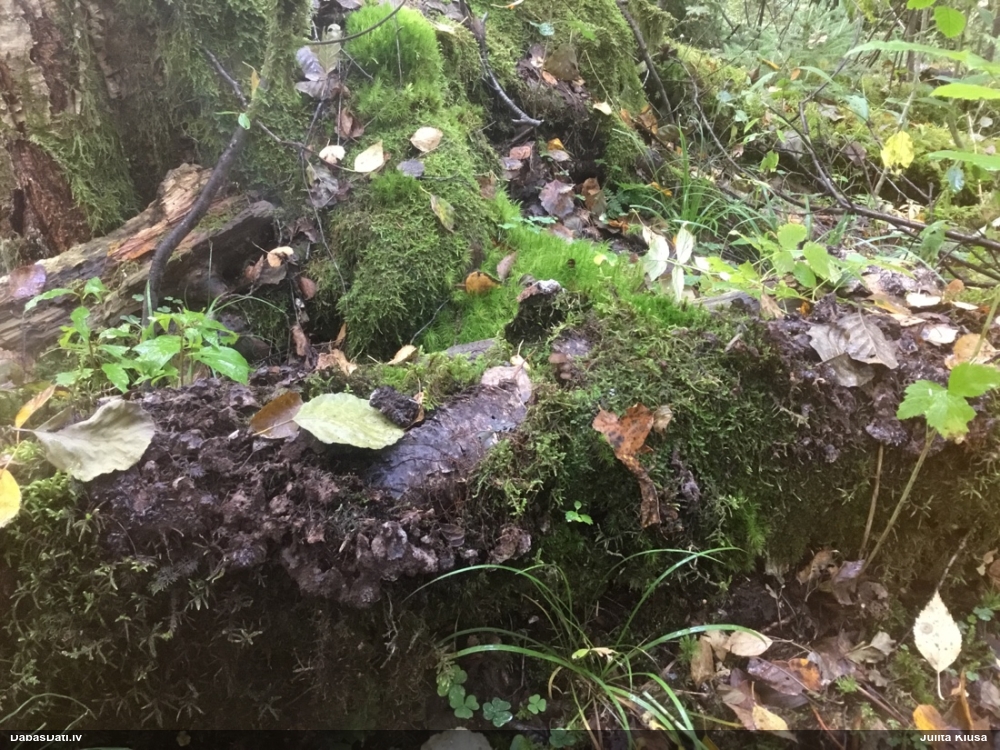 Slime mold (unknown)