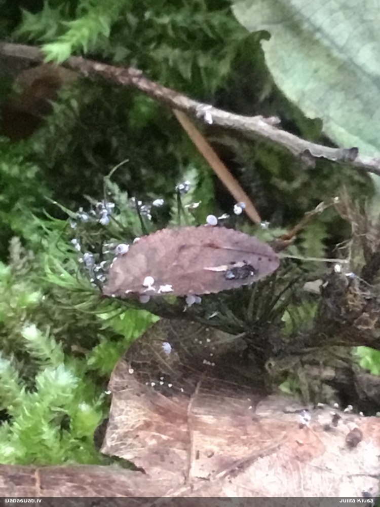 Fizāra (nenoteikta)