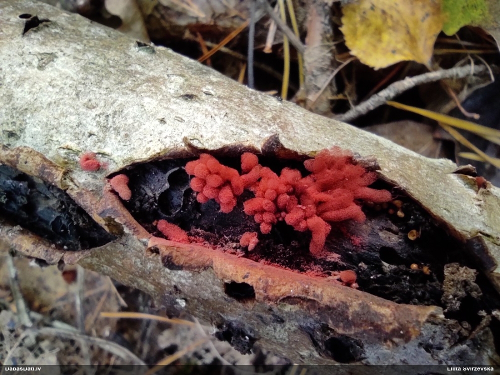 Sprodzīte (pelēka, sarkana; nenoteikta)