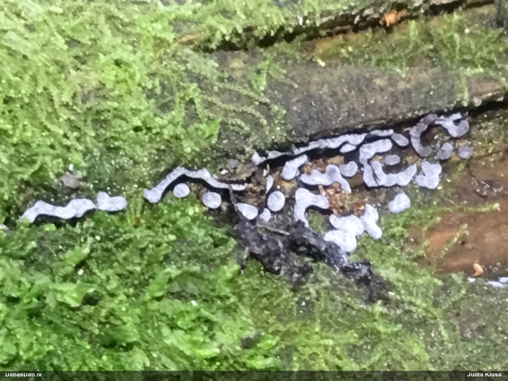 Šaubīgā cukurīte (sugu grupa)