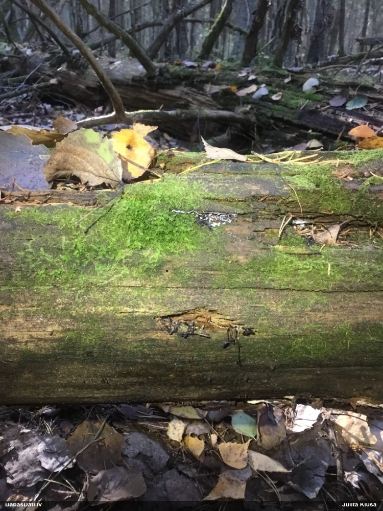 Šaubīgā cukurīte (sugu grupa)