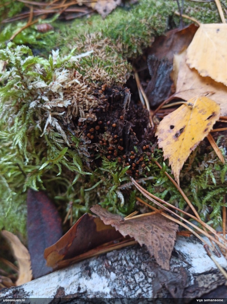 Daudzveidīgā trihija