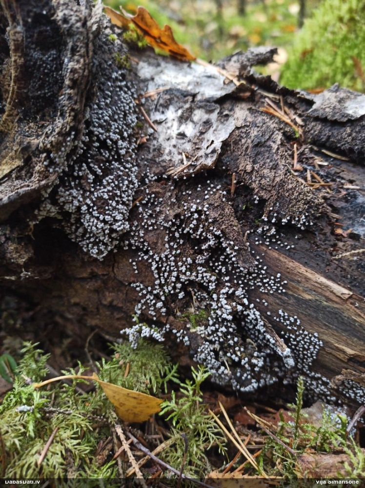 Pumpurīte (nenoteikta)