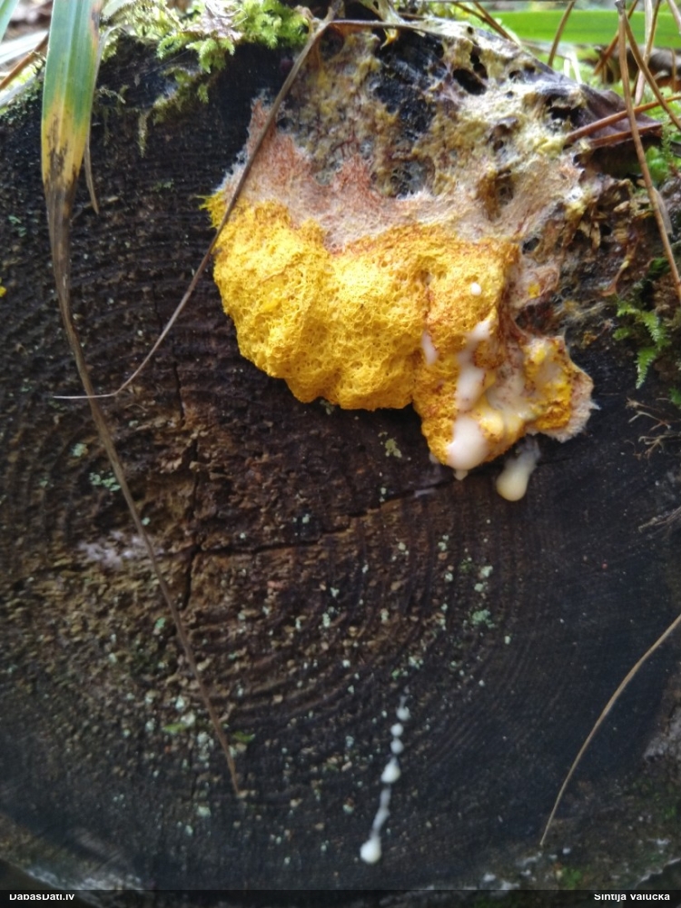 Dažādsporu ragansviests