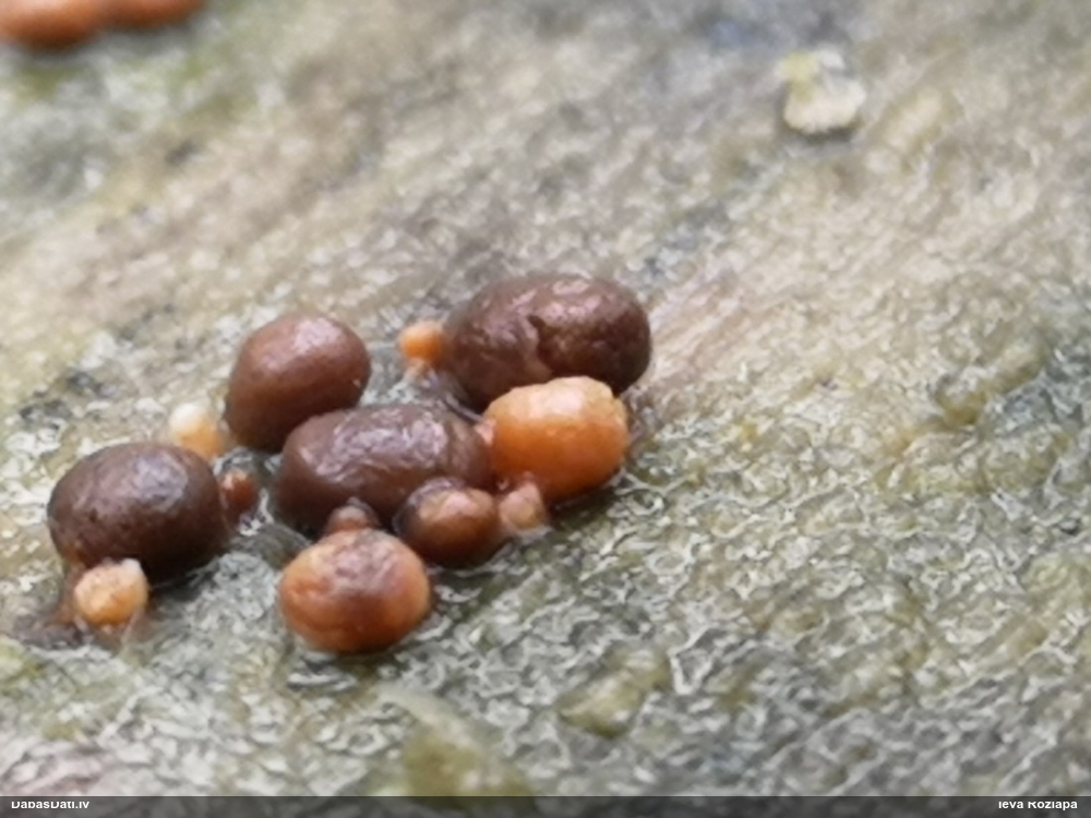 Pilienīšu dzimtas gļotsēne (nenoteikta)