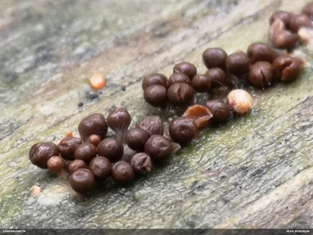 Pilienīšu dzimtas gļotsēne (nenoteikta)