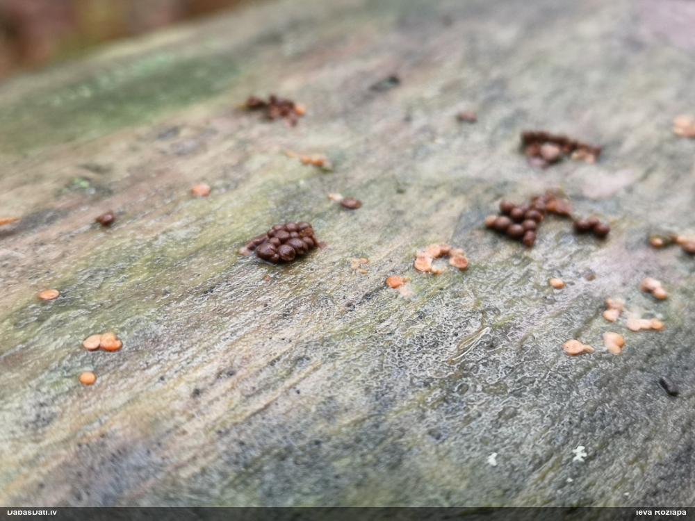 Pilienīšu dzimtas gļotsēne (nenoteikta)