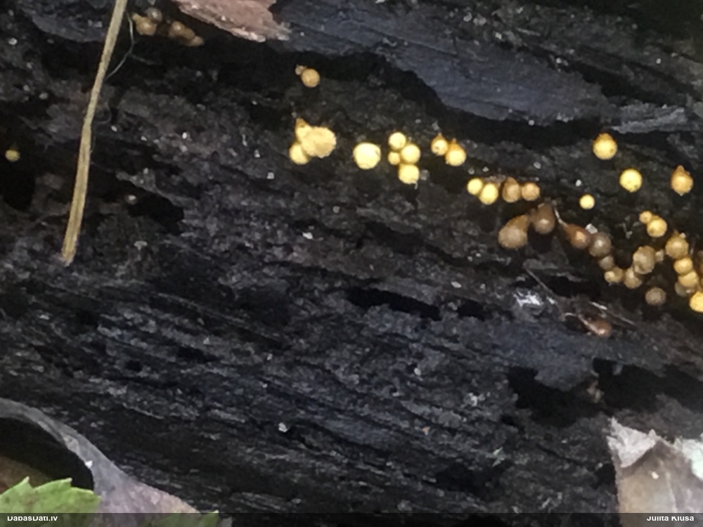 Apkaklītes pilienīte