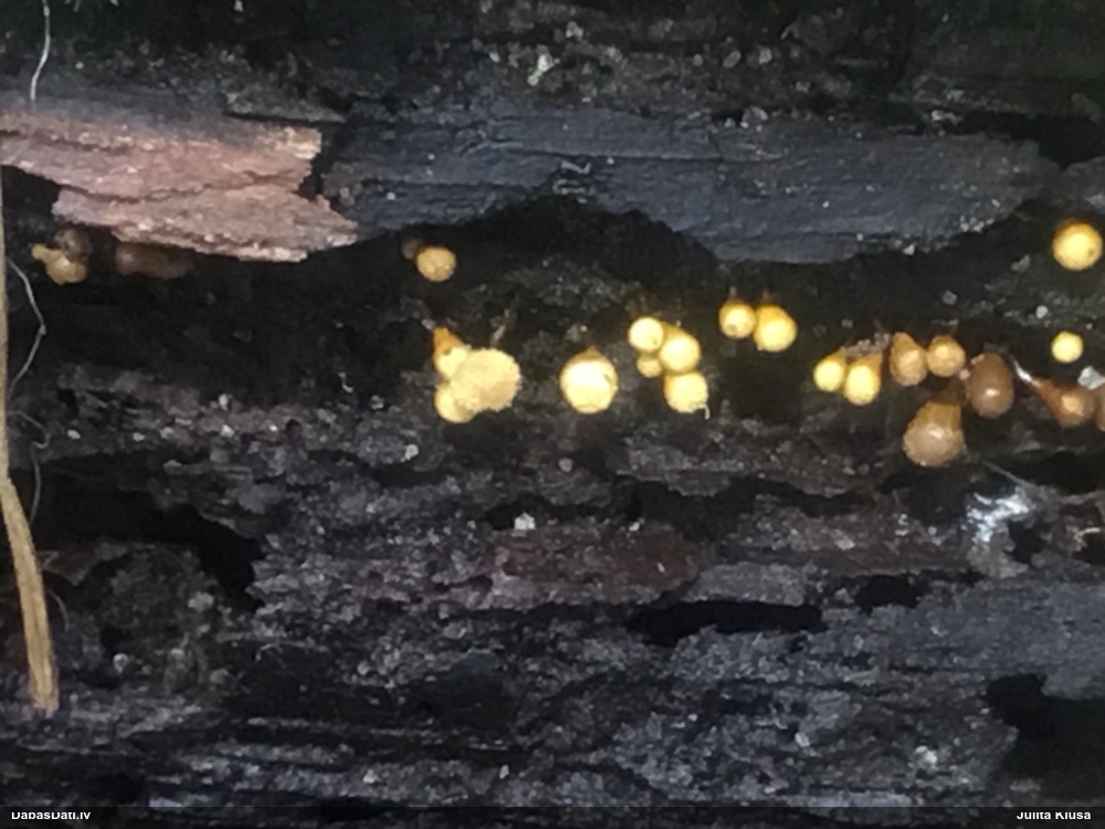 Apkaklītes pilienīte