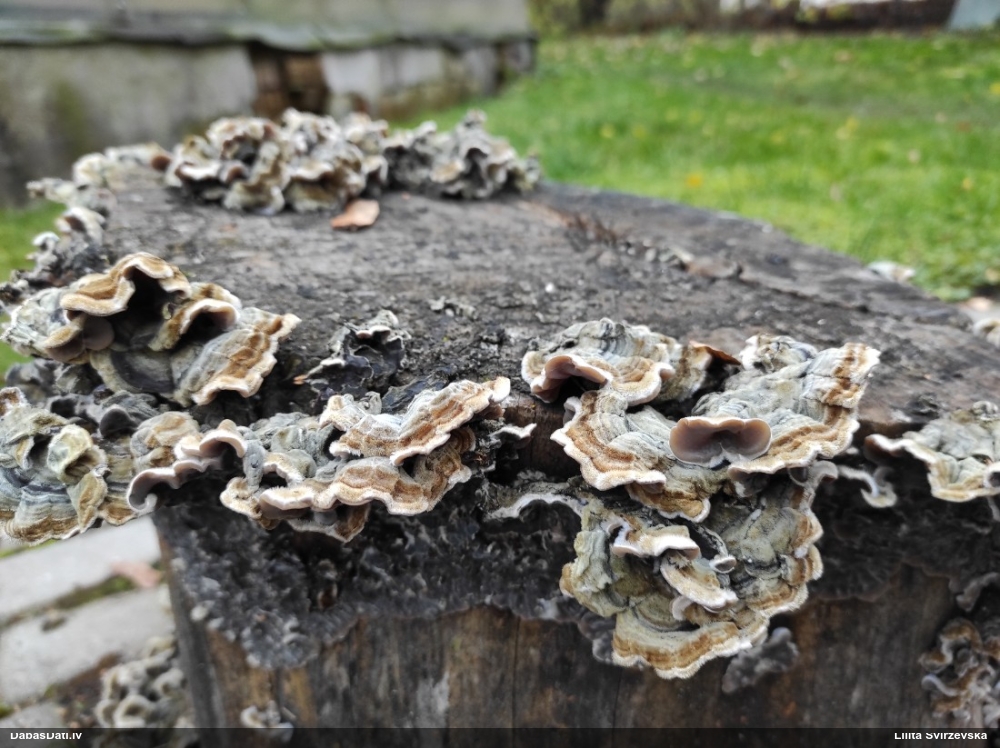 Tripe- Fungus