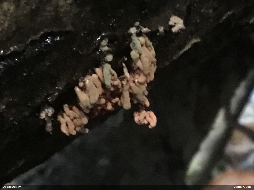 Ersteda (maltāsgaļas) sprodzīte